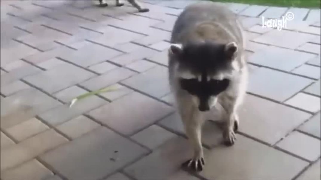 ⁣Try not to laugh or smile   Funny raccoon compilation 2017