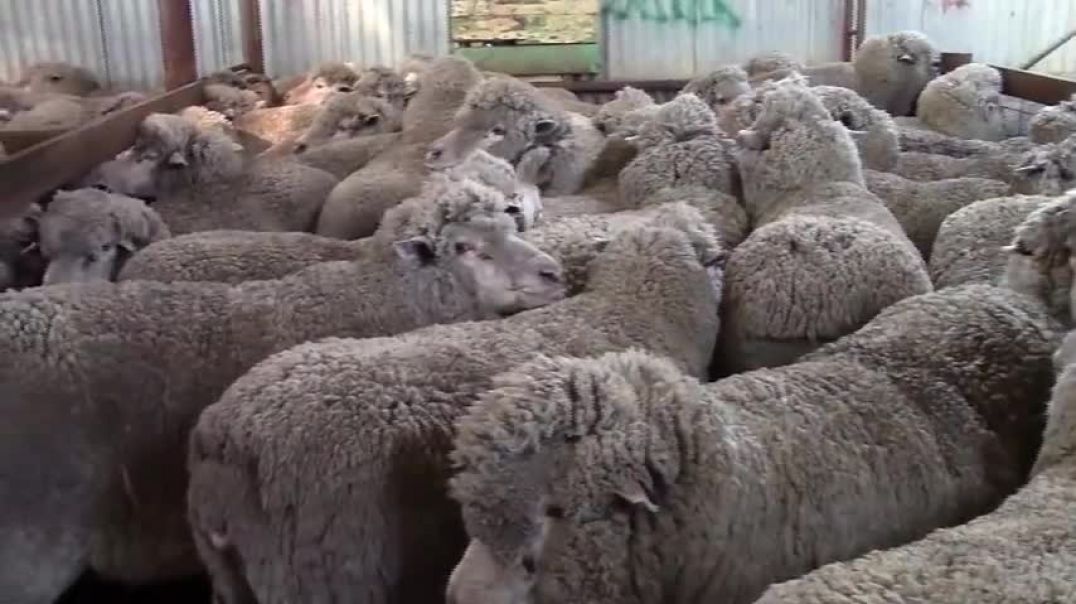 How to Harvesting Wool - Amazing Sheep Factory - Wool Processing Mill - Modern Sheep Shearing
