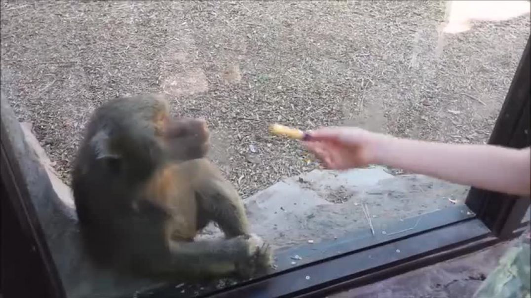 ⁣Monkeys react to magic