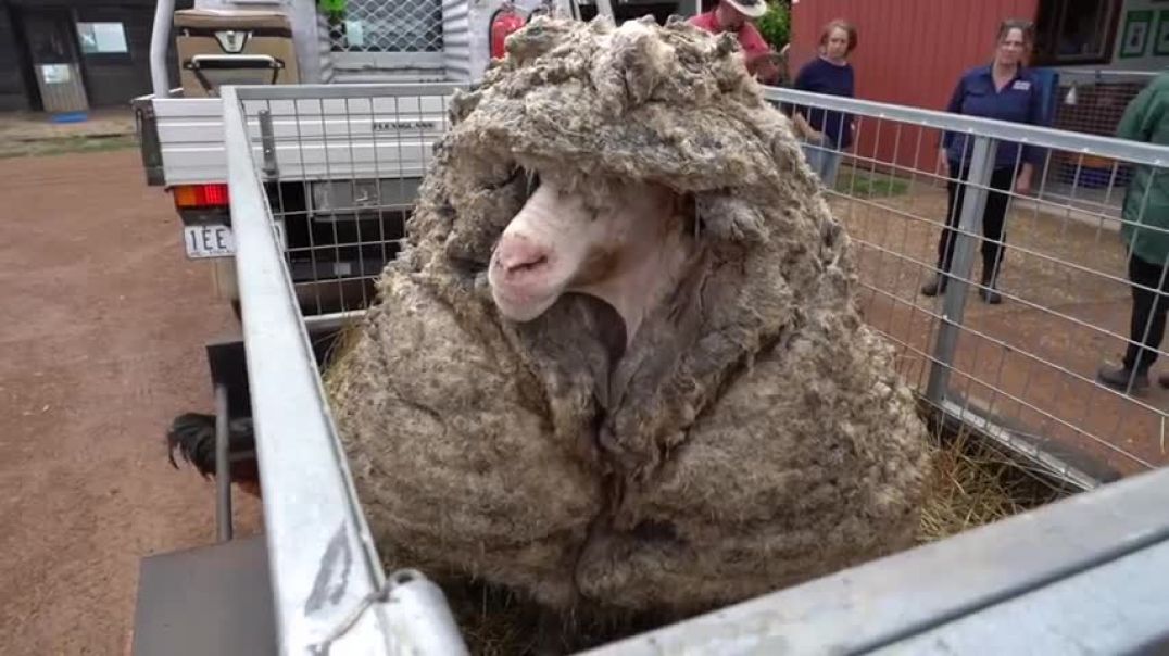 ⁣Overgrown Baarack the Sheep Loses 78-Pound Wool Fleece Before and After