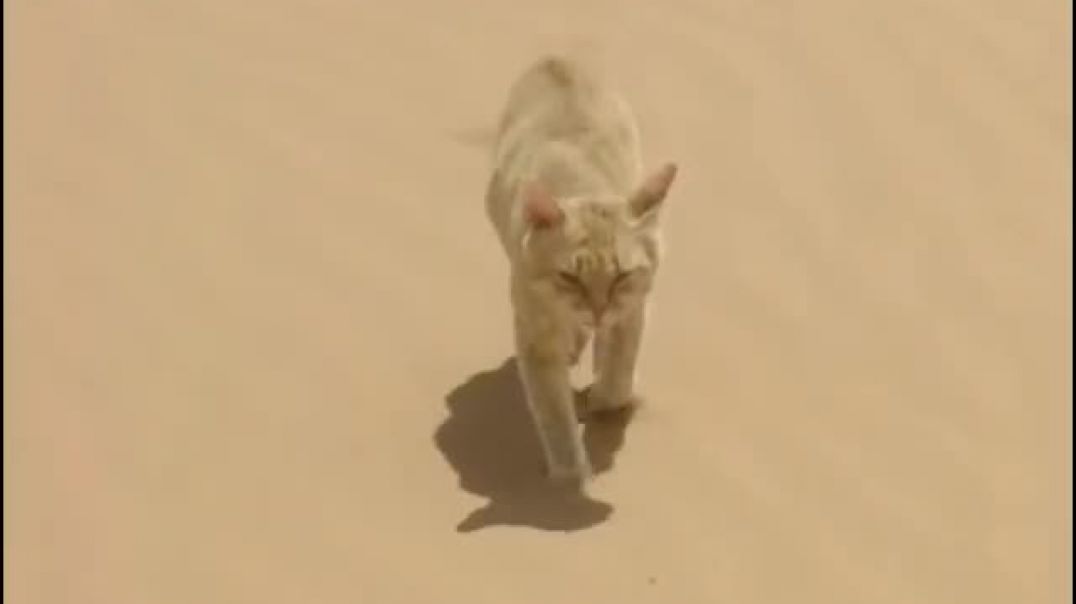 ⁣Chat des sables VS Serpent du désert