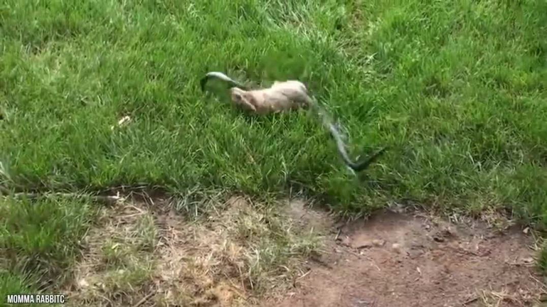 ⁣12 Times Snakes Messed With The Wrong Opponent