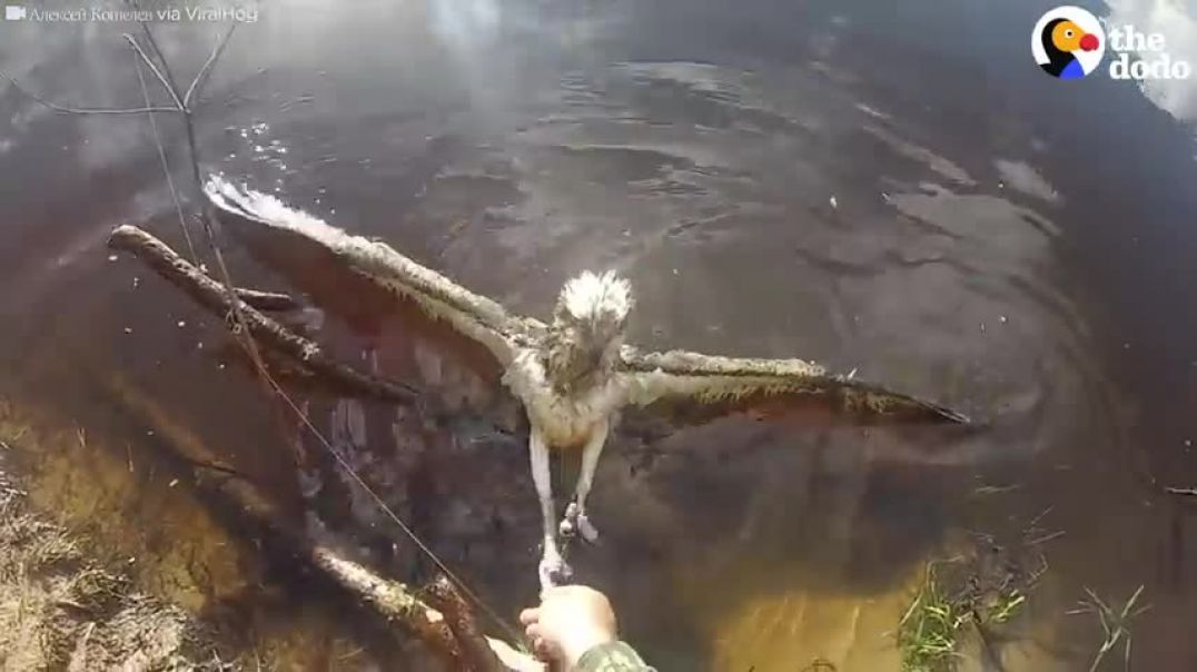 This Hawk Looks Right At His Rescuer As He Frees Him   The Dodo