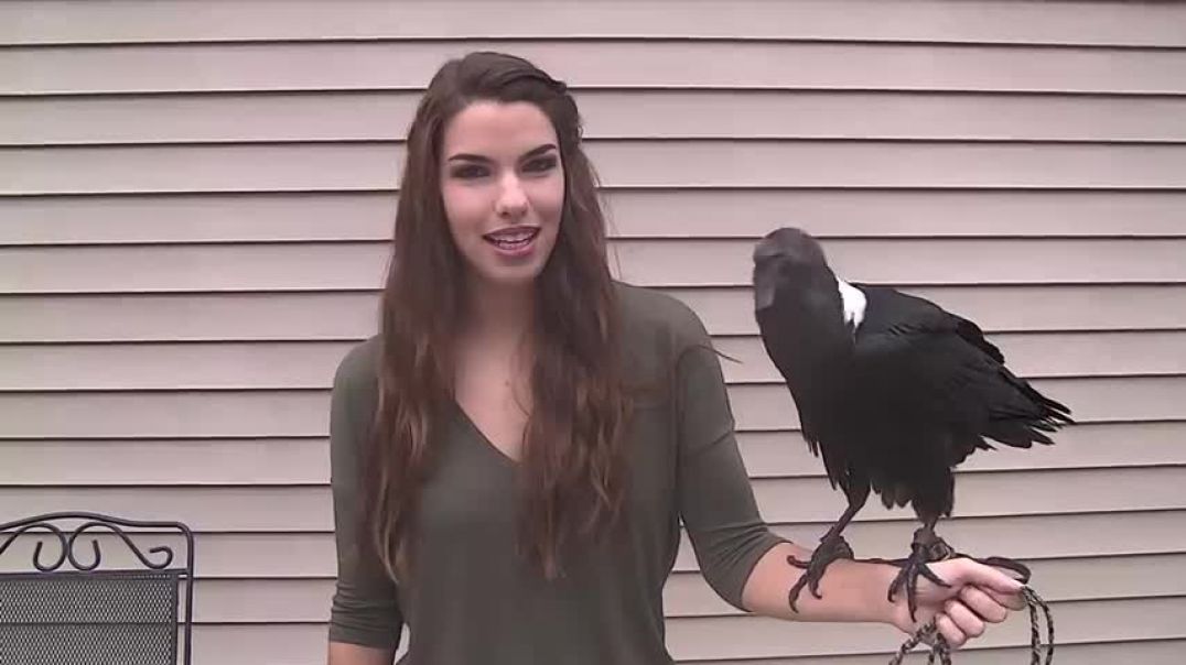 ⁣Ravens can talk!
