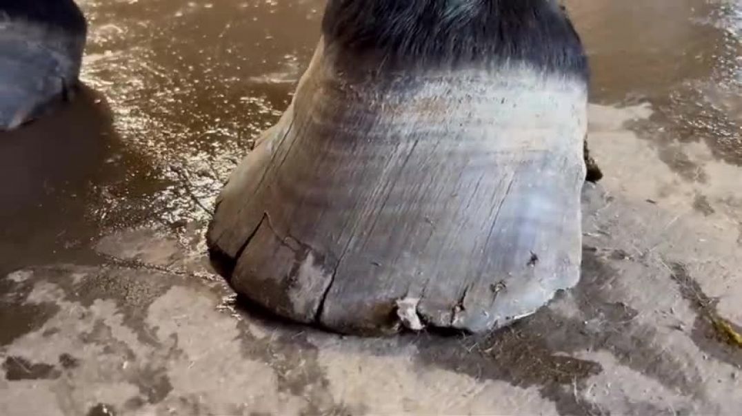 WORK HORSE gets Hooves Treated