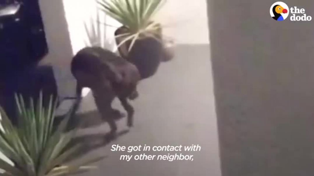 Security Camera Catches Stray Dog On Woman's Doorstep   The Dodo Foster Diaries