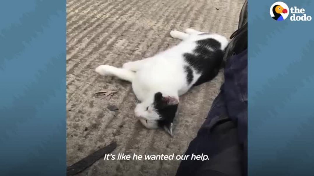 Stray Cat Waits For This Guy At Work Every Morning For 2 Years   The Dodo Cat Crazy