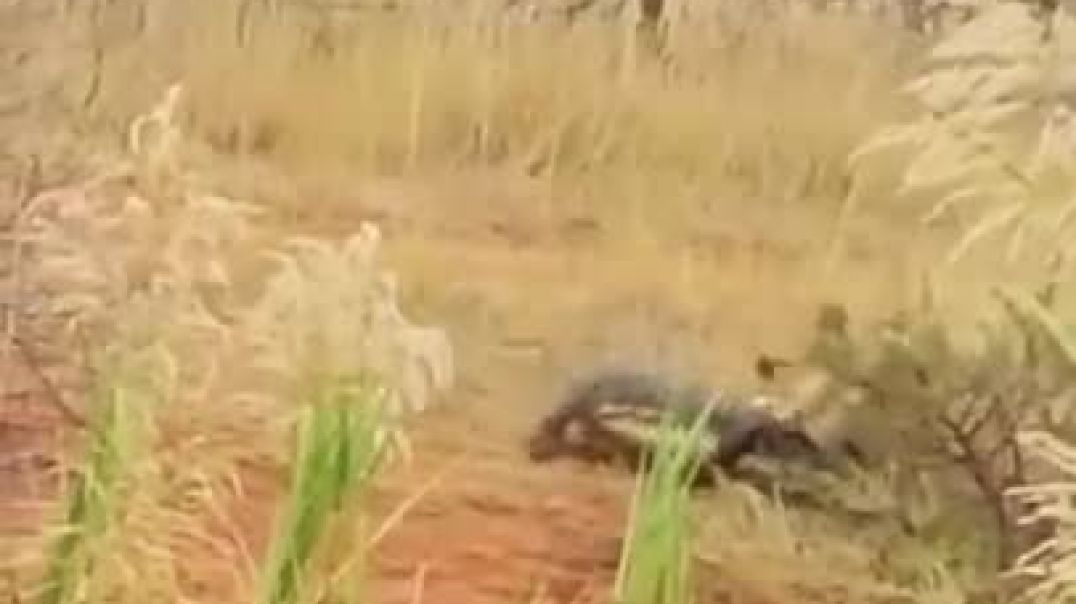 LIONS ATTACK CROCODILE WALKING ON LAND