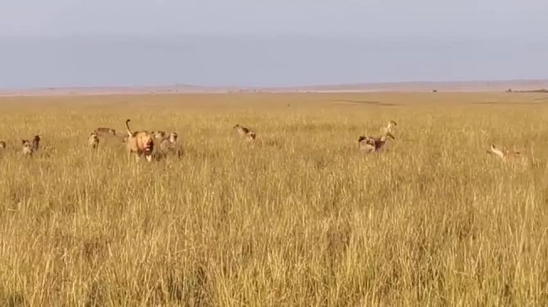 lion vs hyenas maasai mara