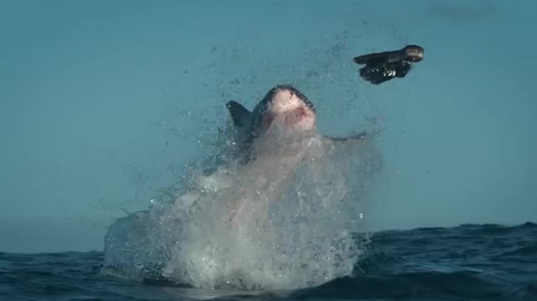 ⁣How Would Orca Attack And Kill A Great White   Air Jaws The Hunted   SHARK WEEK 2018