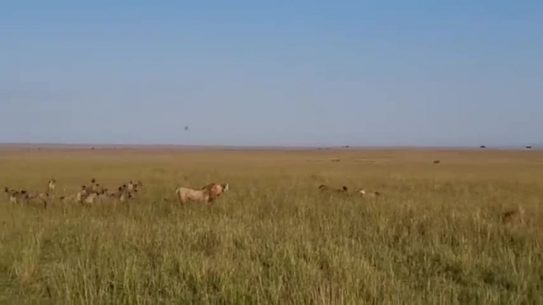 The Lion Kills in Kenya - Maasai Mara