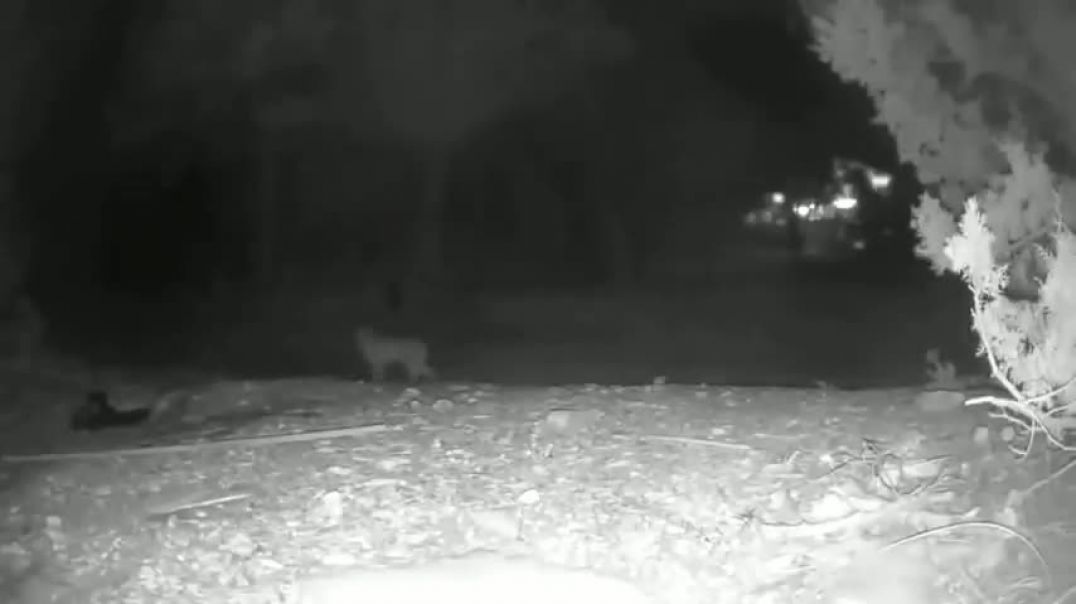 Bobcat Takes Fox by Surprise - Beware - Content is Alarming