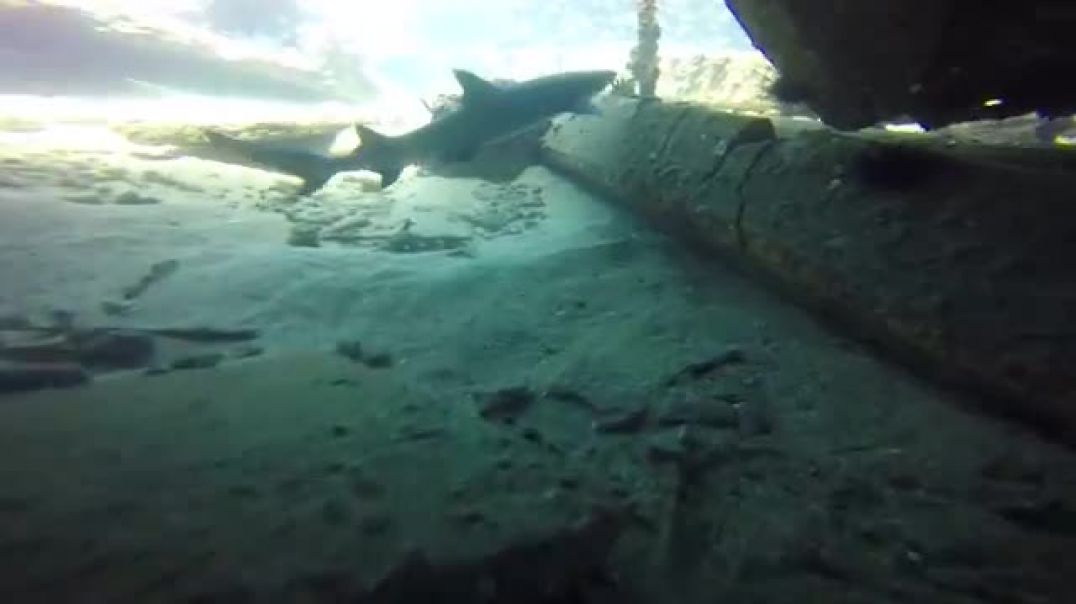 ⁣Best shark encounter ever Mala boat ramp in Maui