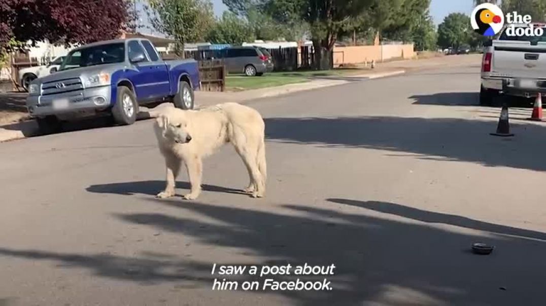 No One Could Catch this Giant Stray Great Pyrenees Until