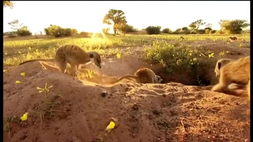 ⁣Birth of the Meerkat Pups   Ella A Meerkat's Tale (BBC)   Nature Documentary   Reel Truth Earth