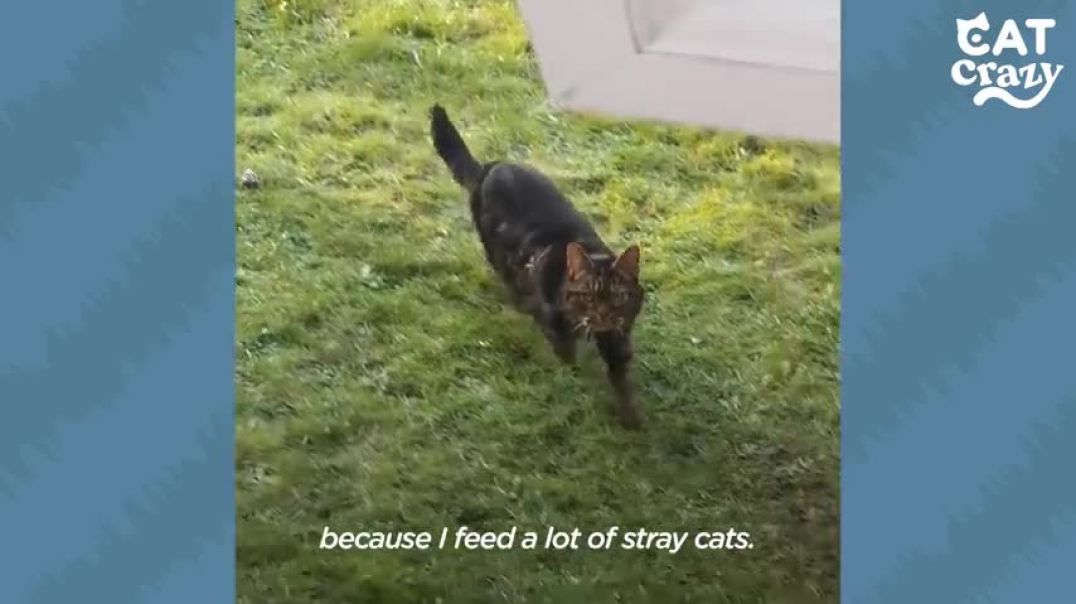 Stray Cat Shows Up At House And Chooses His New Mom   The Dodo Cat Crazy