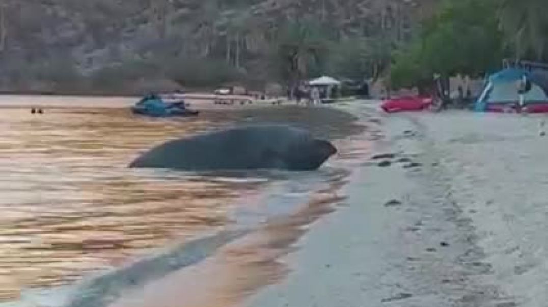 Watch Massive sea creature startles family on Mexican beach