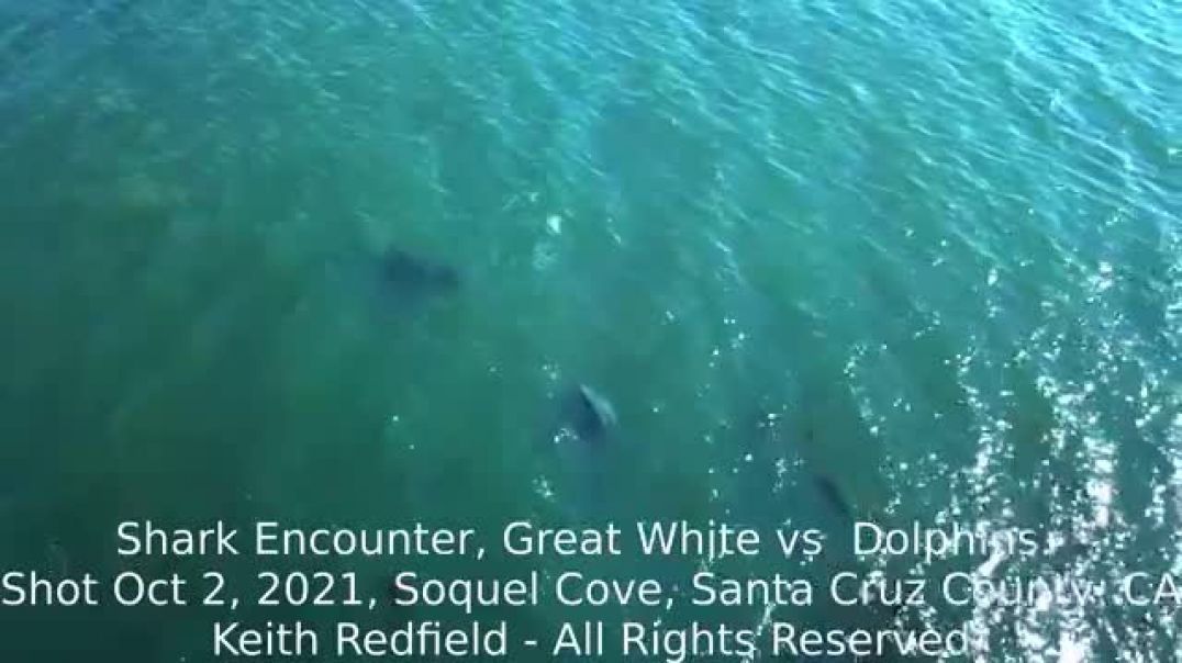 Dolphin Shark Encounter