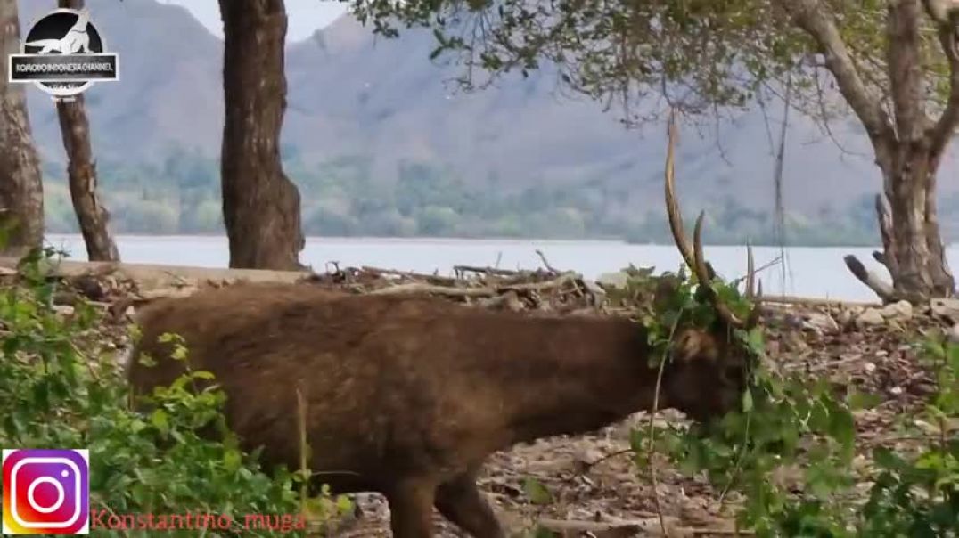 Deadly bite from a Komodo dragon paralyzes a deer