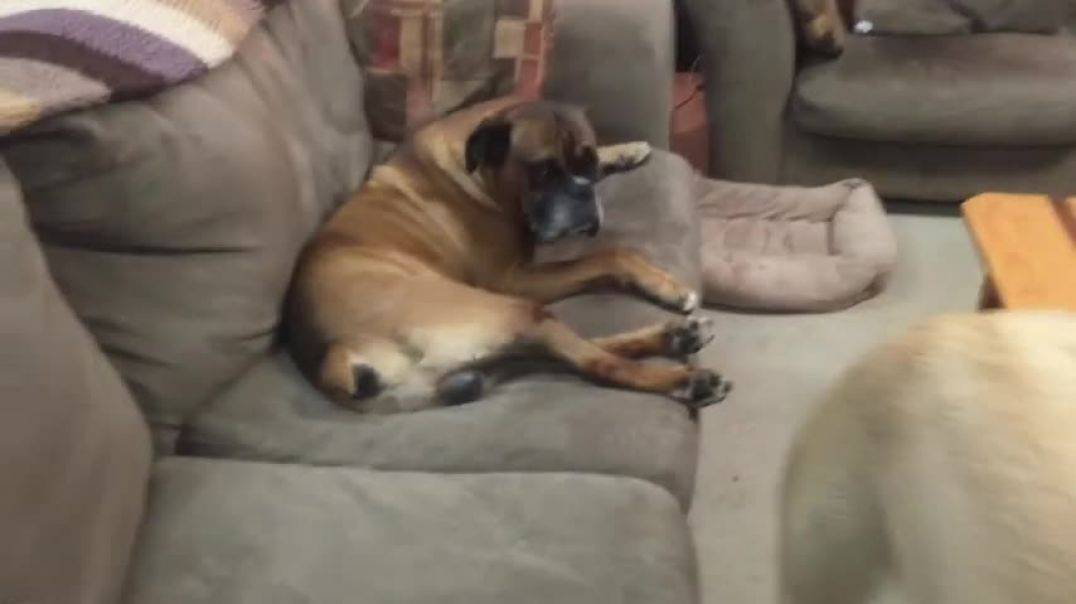 Patton the English Mastiff trying to wake Captain up for breakfast