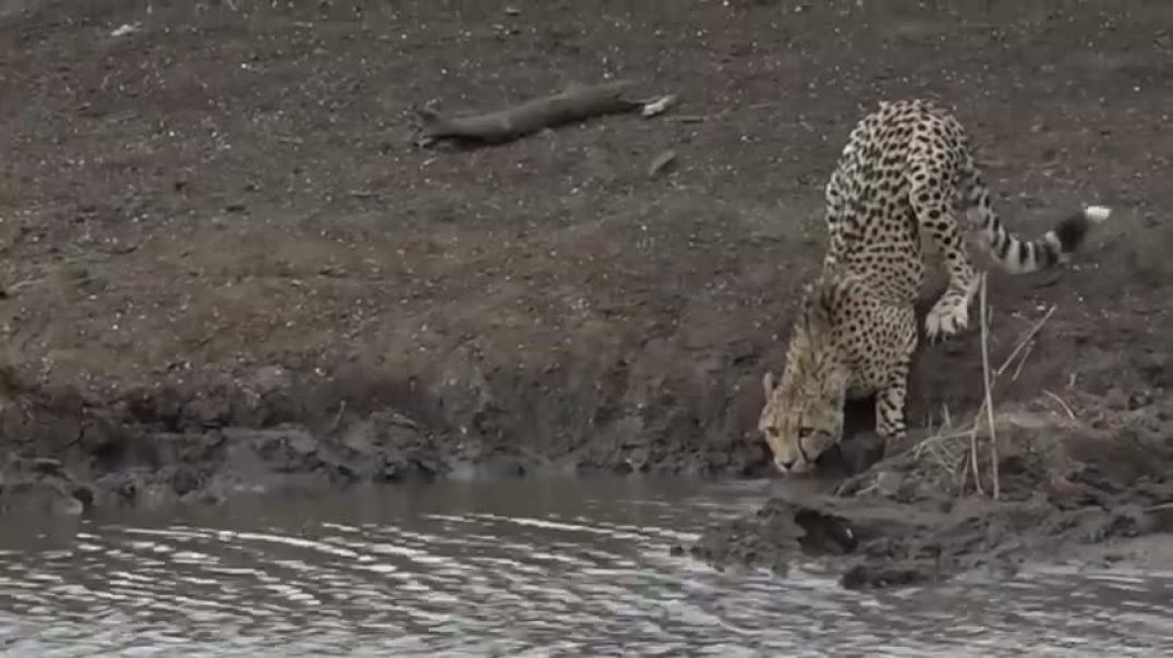 Moments When Big Cats Face the Crocodile