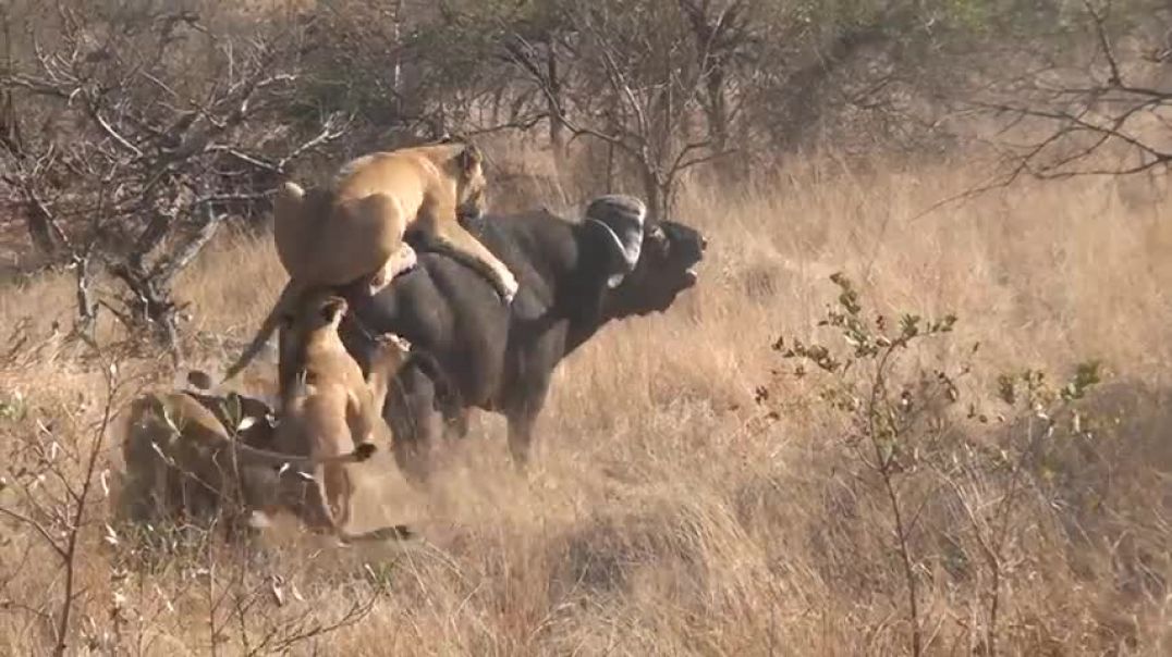 3 Lions Bring Down Buffalo In Epic Battle  Not For Sensitive Viewers