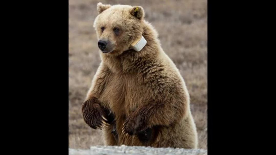 Grizzly bear chases oil-field worker onto cab of truck - News