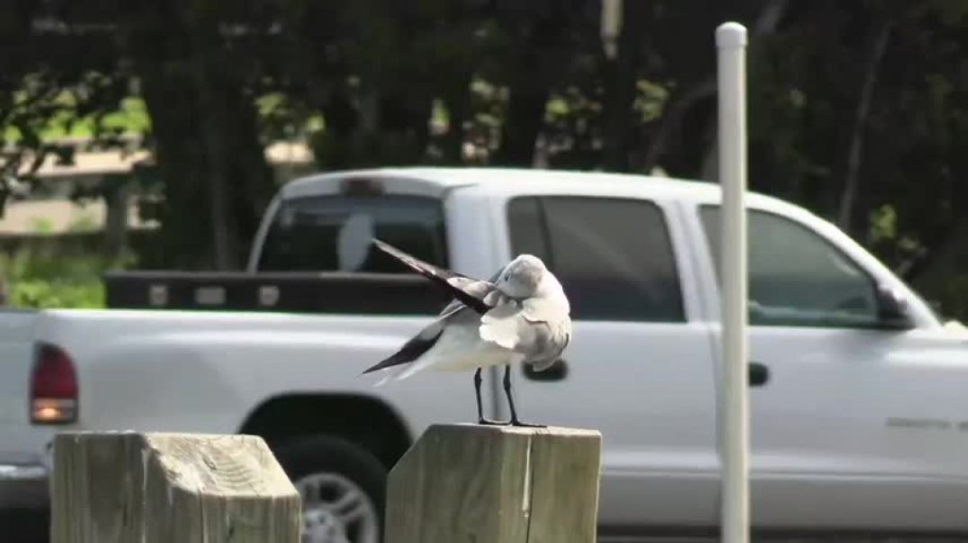 FULL SEND up boat ramp NO trailer! Nervous captain Docks vs. couple million #boatramp- E11