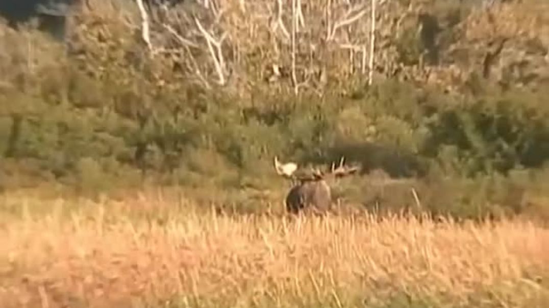 RECORD  BULL MOOSE Encounters GRIZZLY,  enormous alaska trophy moose brown bears