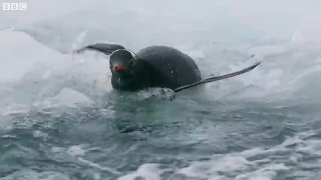 Tiny Penguin Makes a Deadly Dash From Giant Leopard Seal   Seven Worlds, One Planet   BBC Earth