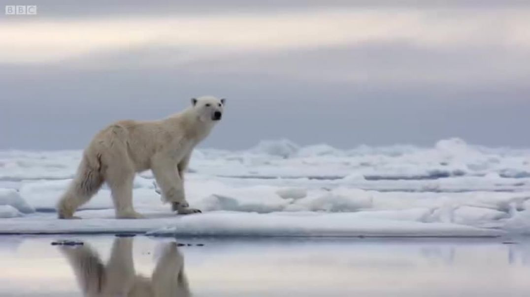 Hungry Polar Bear Ambushes Seal   The Hunt   BBC Earth