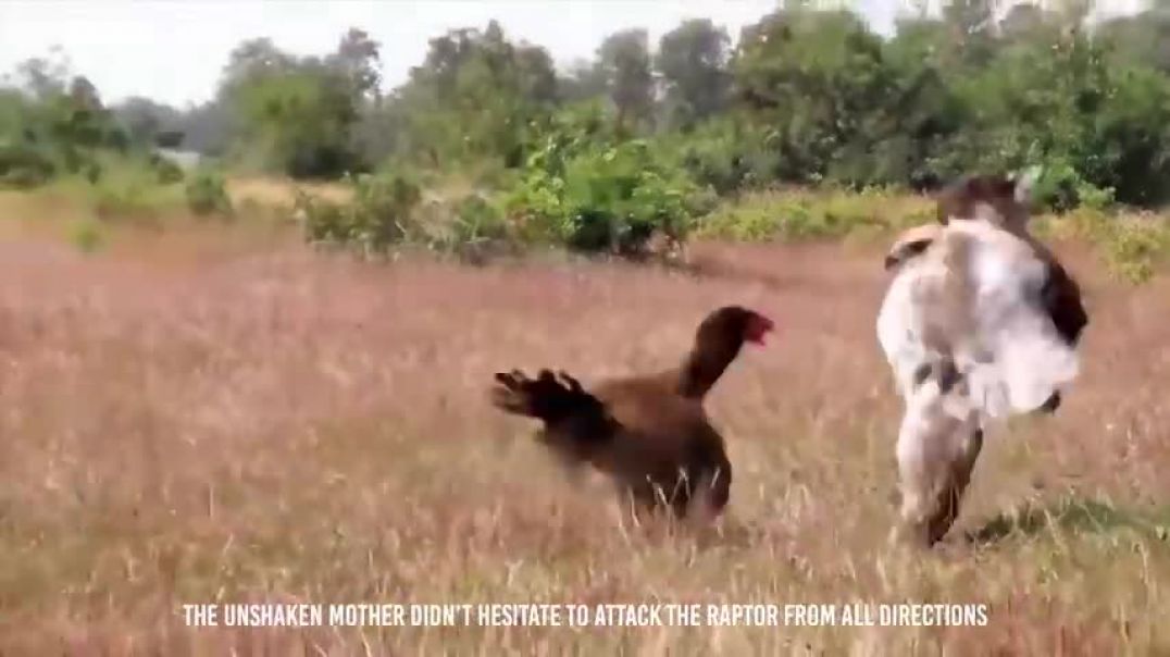 Rooster Shows The Eagle Who’s The Boss