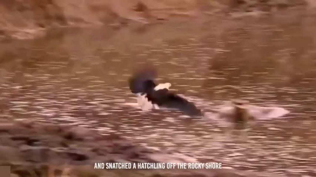 Eagle Makes a Shoe Out of a Warthog After Catching Him
