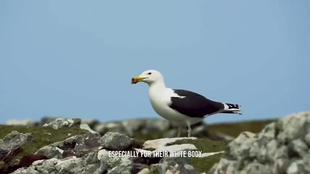 ⁣A Gull Bird Rips a Rabbit Apart   Battle For Food