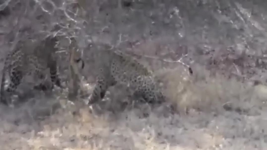 Leopard Rips Hyena Apart and Devours It