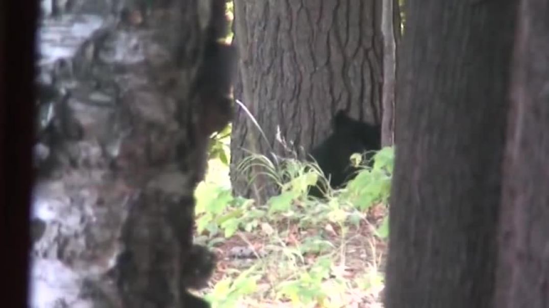 bear climbing tree to eagle nest