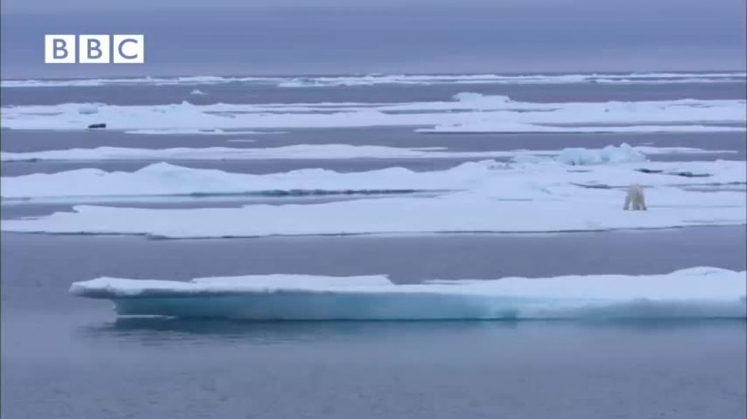 NINJA POLAR BEAR Vs SEAL!