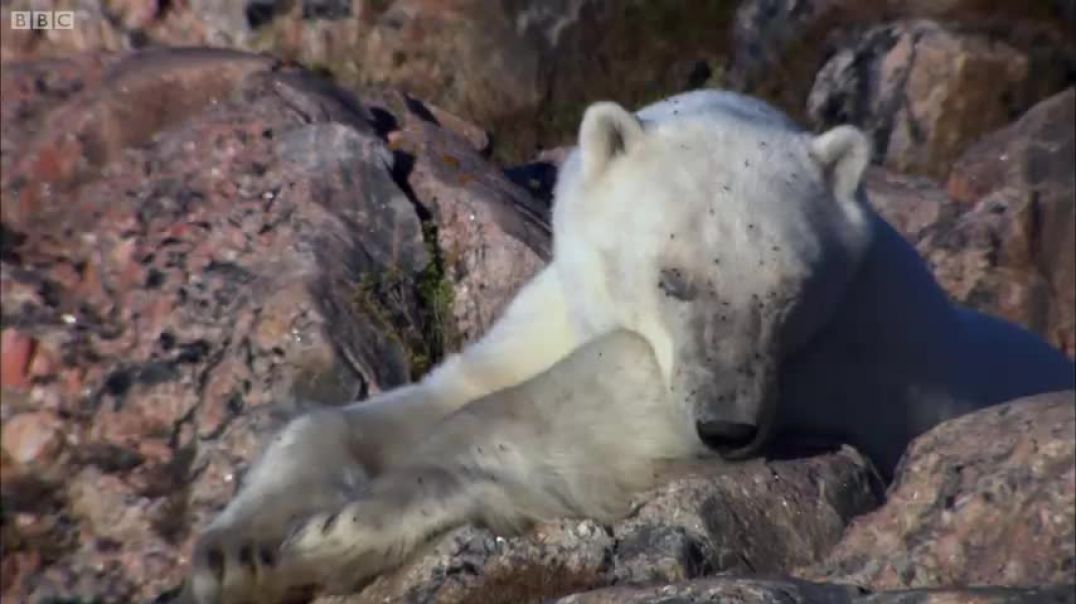 Polar Bear vs Walrus   Planet Earth   BBC Earth