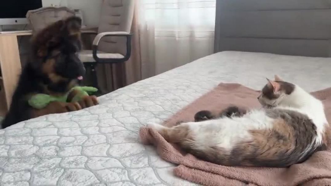 ⁣German Shepherd Puppy Meets Mom Cat with Newborn Kittens for the First Time