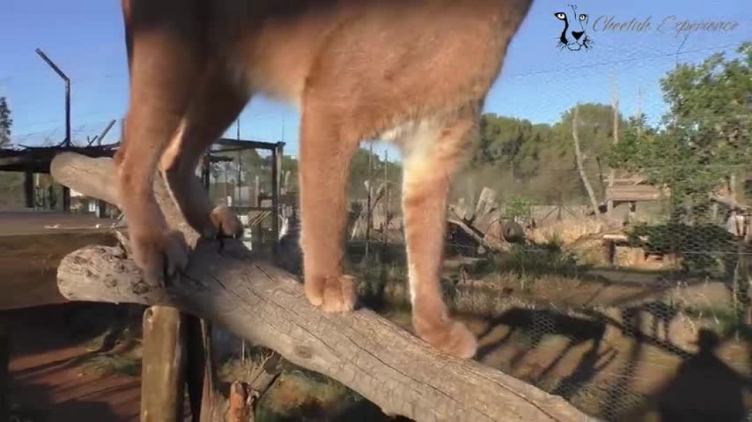Stewie The Caracal Thinks I'm His Mother | African Cat Acts Like Kitten & Cub