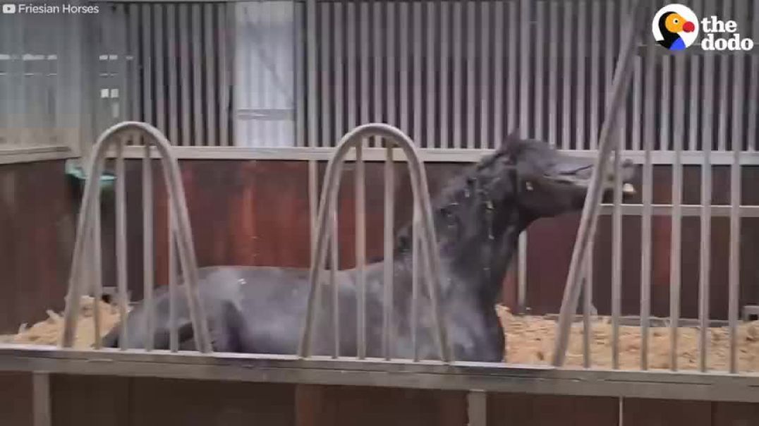 ⁣Horse Mother Who Lost Her Baby Adopts A Foal As Her Own!   The Dodo Faith = Restored