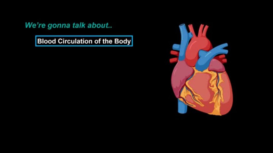 ⁣Anatomy of the Heart - External & Internal Structures