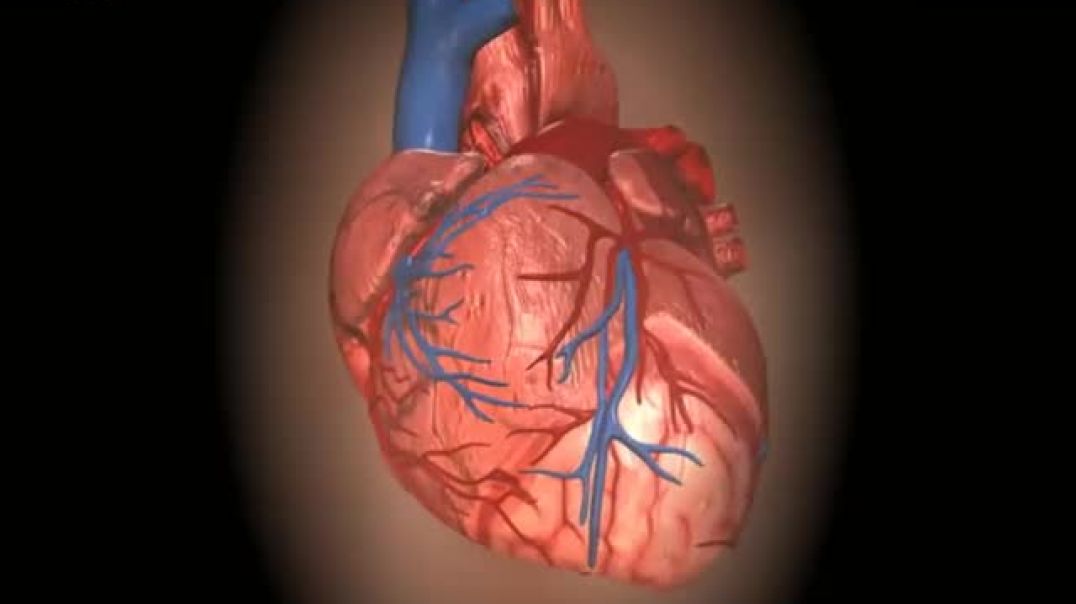 How our heart works – Structure and function (3D animation) - In English