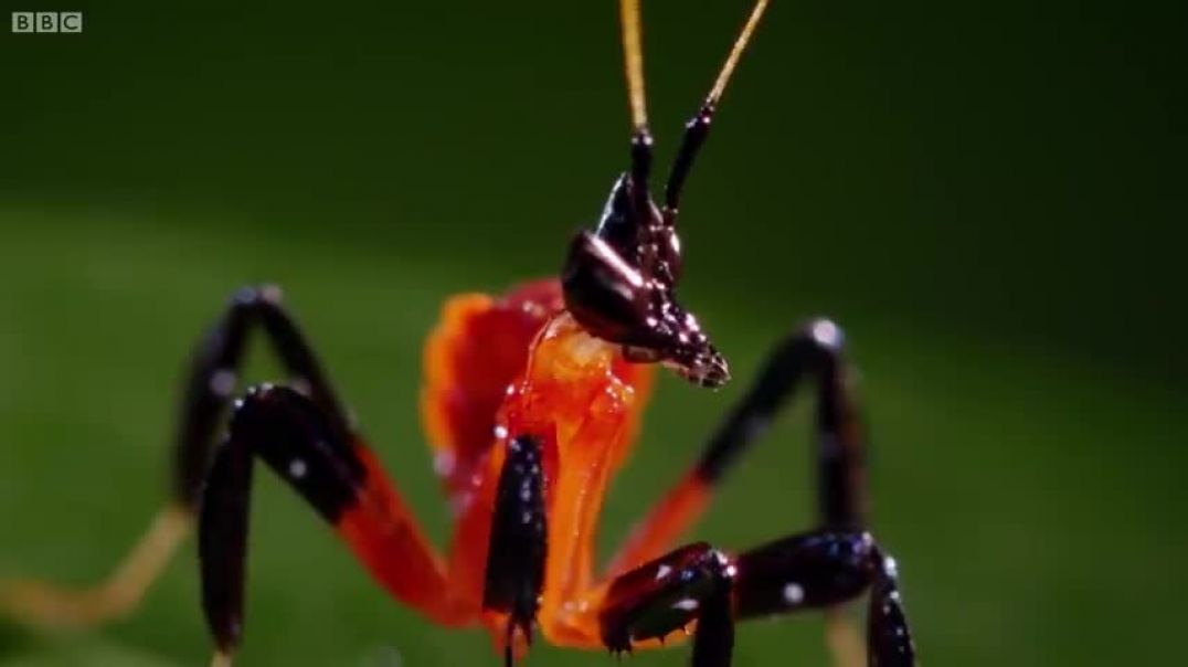 ⁣Kung Fu Mantis Vs Jumping Spider   Life Story   BBC