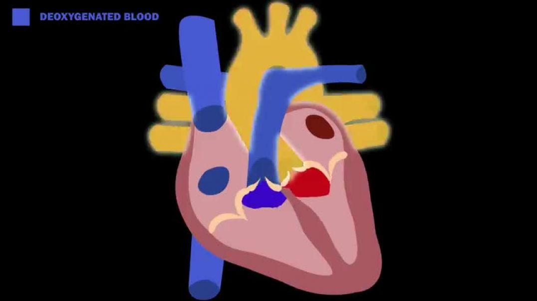 Blood Flow through the Heart in 2 MINUTES