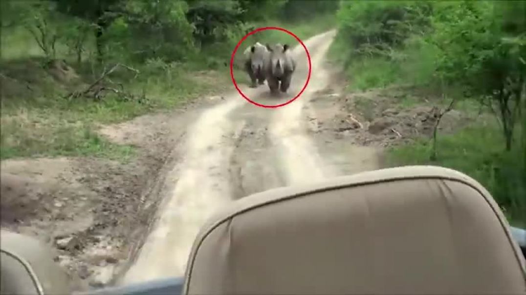 ⁣6 Rhino Encounters Way Too Scary For You