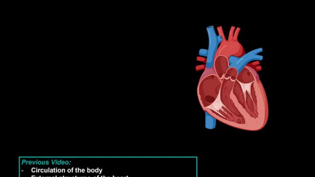 ⁣Anatomy of the Heart - Layers, Conducting System & Topography