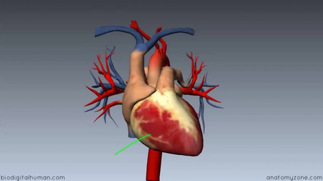 ⁣Heart Anatomy - Left Ventricle - 3D Anatomy Tutorial