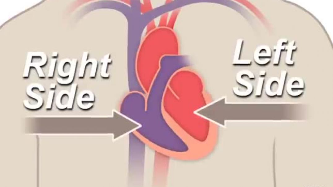 The Heart and Circulatory System - How They Work