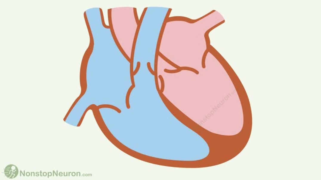 ⁣Cardiac Cycle   Systole, Diastole, Blood flow in heart, Movement of Valves
